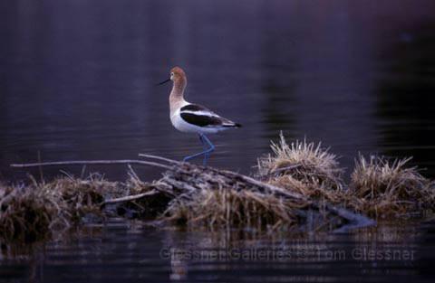 americanavocet.JPG