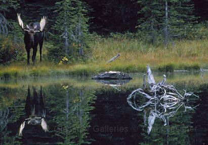moose.JPG