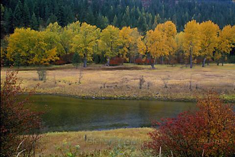 rivertrees.JPG