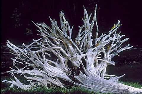 roots.JPG