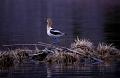 americanavocet