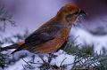 crossbill