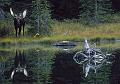 moose