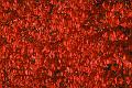 redleaves
