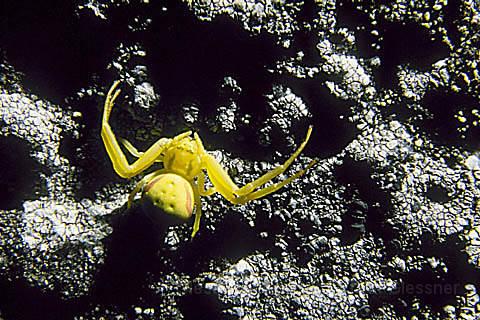 goldspider.JPG