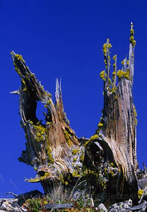 stump.JPG