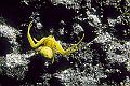 goldspider