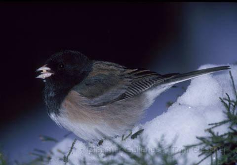 blackeyedjunco.JPG