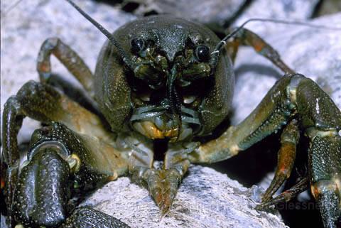 crawfish.JPG