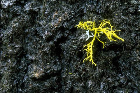 lichenbark.JPG