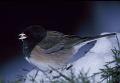 blackeyedjunco