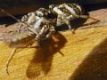 jumpspider