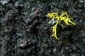 lichenbark