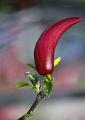 tuliptree