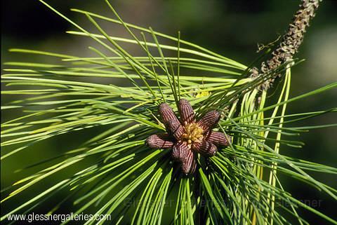 pine.JPG