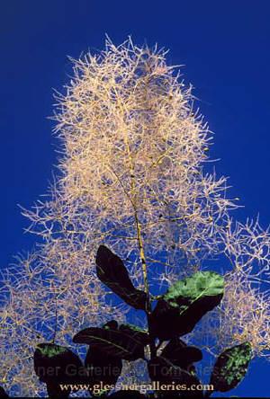 smoketree.JPG