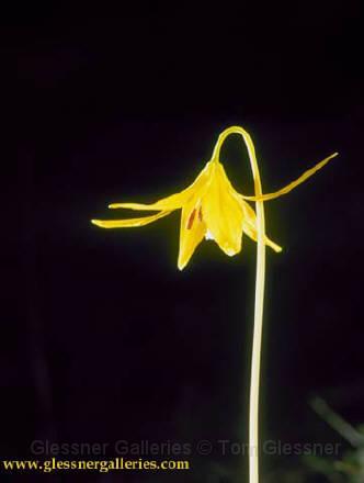 yellowflower.JPG