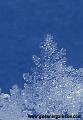 icecrystaltree