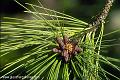 pine