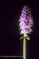 purpleflower