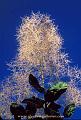 smoketree