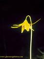 yellowflower