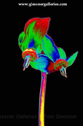 digitalflower.JPG