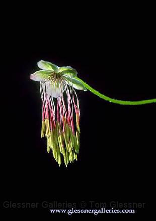 hangingflower.JPG