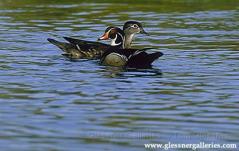 woodducks.JPG
