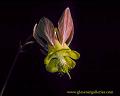 columbine