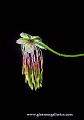 hangingflower