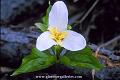 whitetriflower