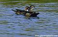 woodducks